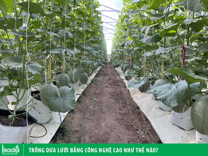 Trồng dưa lưới bằng công nghệ cao như thế nào?