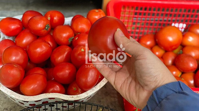 Cà chua cao sản năng suất cao