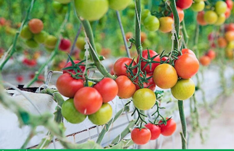 Cà chua nên trồng mùa nào, vào tháng mấy?