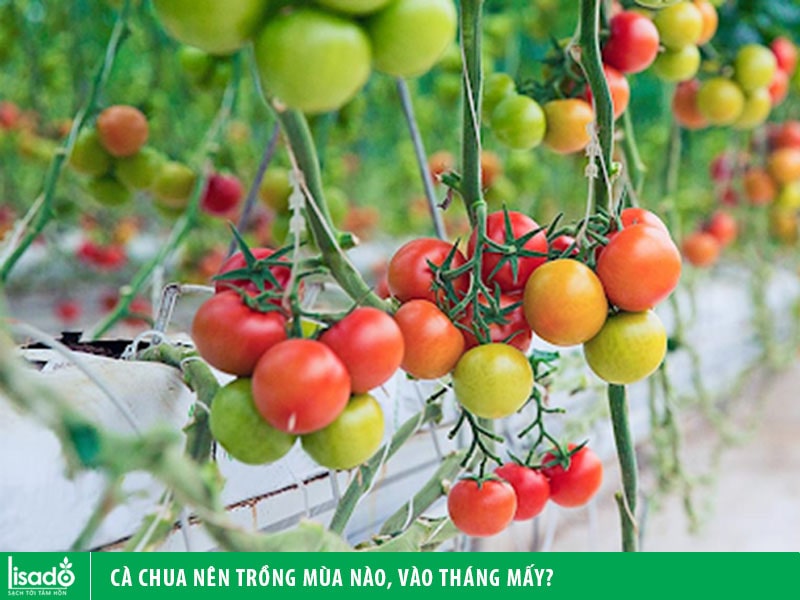 Cà chua nên trồng mùa nào, vào tháng mấy?