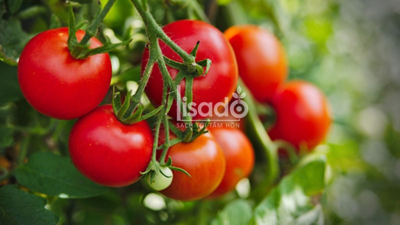 Cà chua có nguồn gốc từ Nam Mỹ