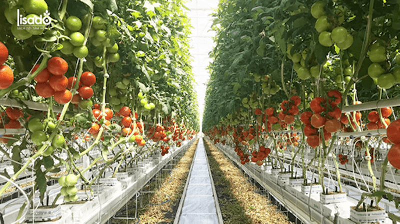 Trồng cà chua trong nhà kính đáp ứng nhu cầu thực phẩm sạch