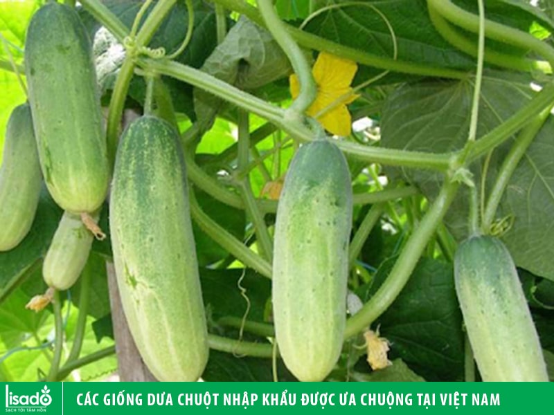 Các giống dưa chuột nhập khẩu được ưa chuộng tại thị trường Việt Nam