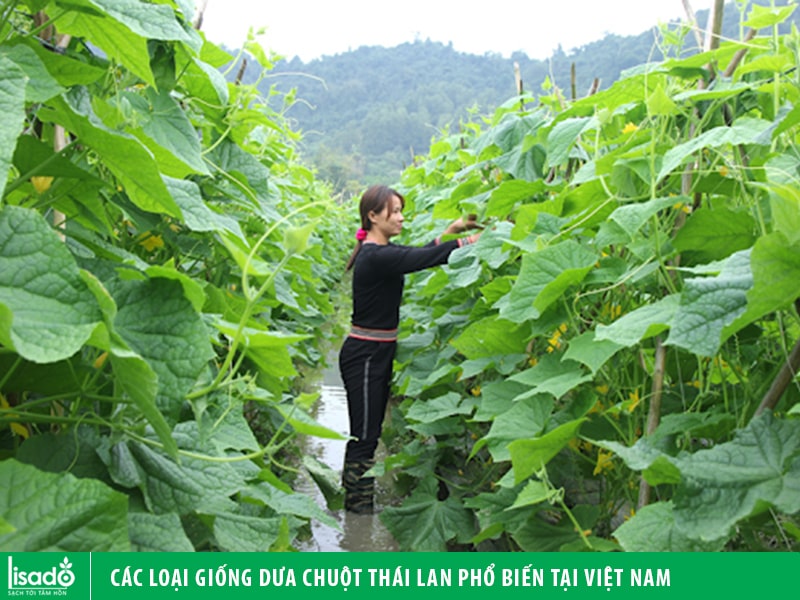 Các loại giống dưa chuột Thái Lan phổ biến trên thị trường Việt Nam