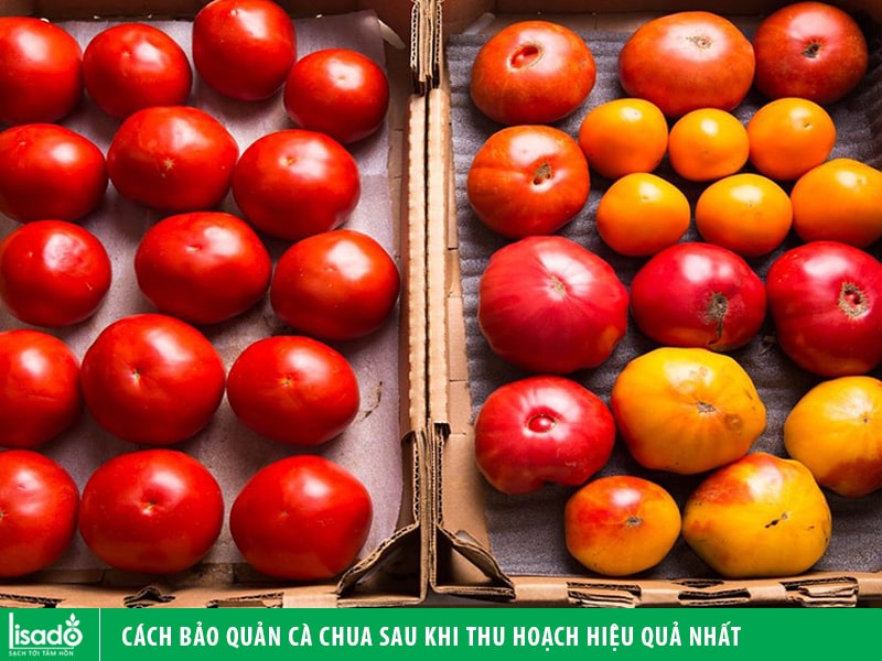 Cách bảo quản cà chua sau khi thu hoạch hiệu quả nhất