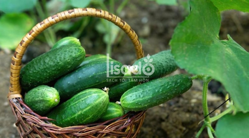 Thu thập dưa chuột mà không cần lồng Thu hoạch dưa chuột không cần lồng