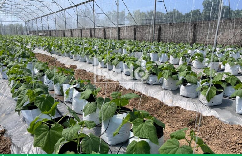 Chuyển giao công nghệ trồng dưa lưới tại Farm Nông sản sạch Lục Ngạn, Bắc Giang