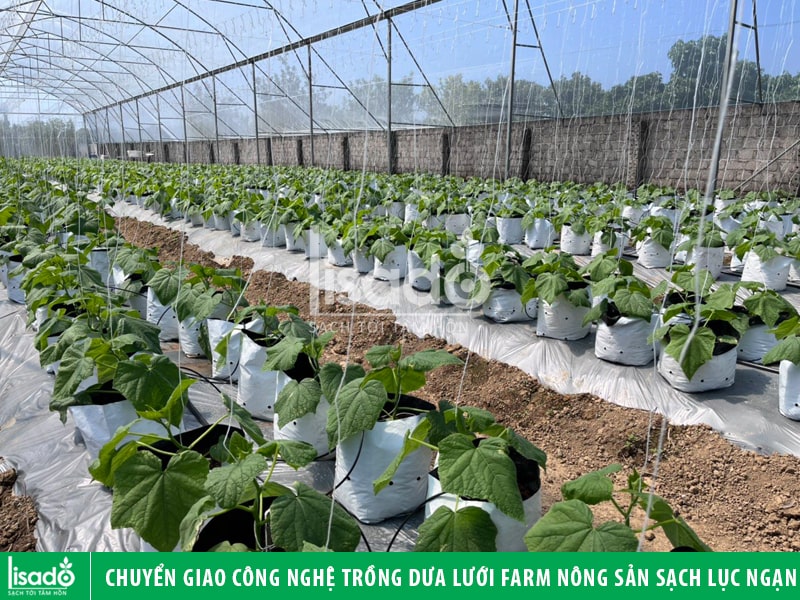 Chuyển giao công nghệ trồng dưa lưới tại Farm Nông sản sạch Lục Ngạn, Bắc Giang