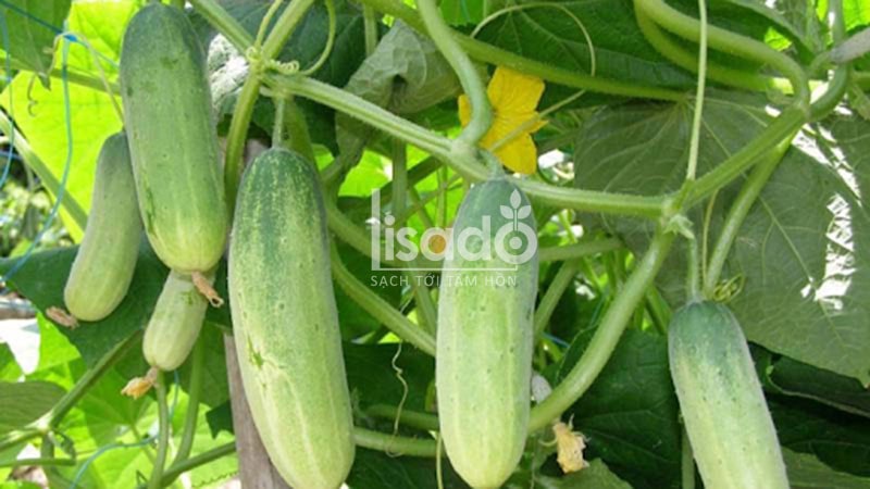 Ngày nay, dưa chuột được sử dụng rộng rãi trên thế giới Ngày nay, dưa chuột được sử dụng rộng rãi trên thế giới