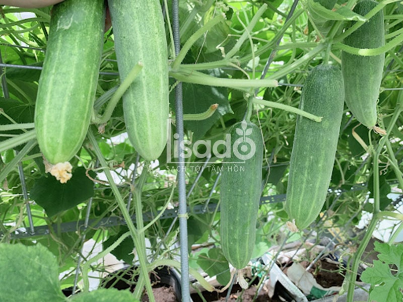 Thu hoạch dưa chuột đúng thời điểm cũng đảm bảo chất lượng Thu hoạch dưa chuột đúng thời điểm cũng đảm bảo chất lượng