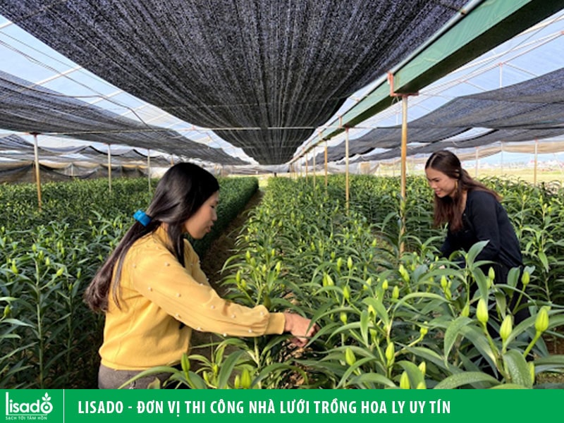 Lisado - Đơn vị thi công nhà lưới trồng hoa ly uy tín, chất lượng cao