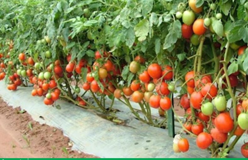 Trồng cà chua thu hoạch được mấy vụ?