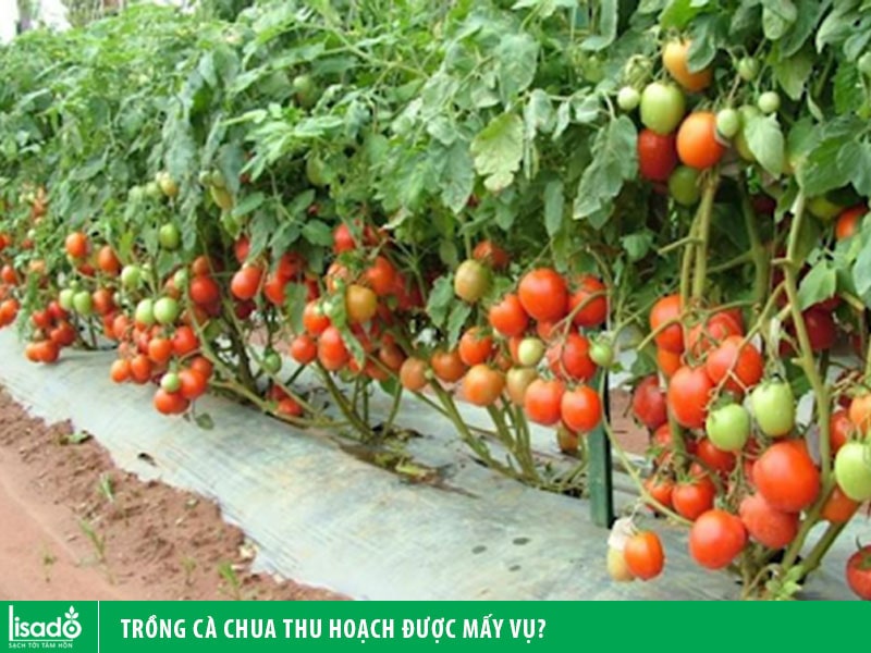 Trồng cà chua thu hoạch được mấy vụ?