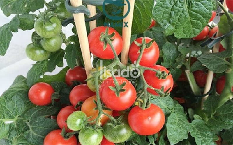 Trồng cà chua bao lâu thu hoạch