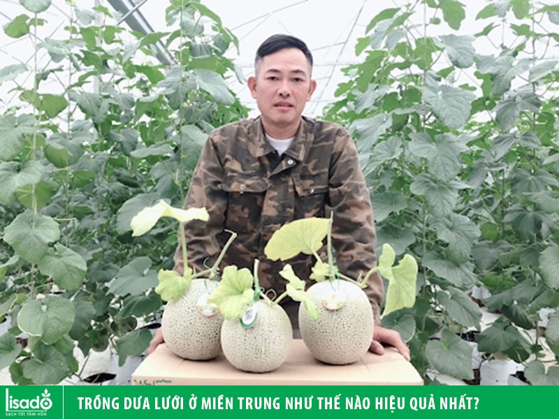 Trồng dưa lưới ở miền Trung như thế nào hiệu quả nhất?