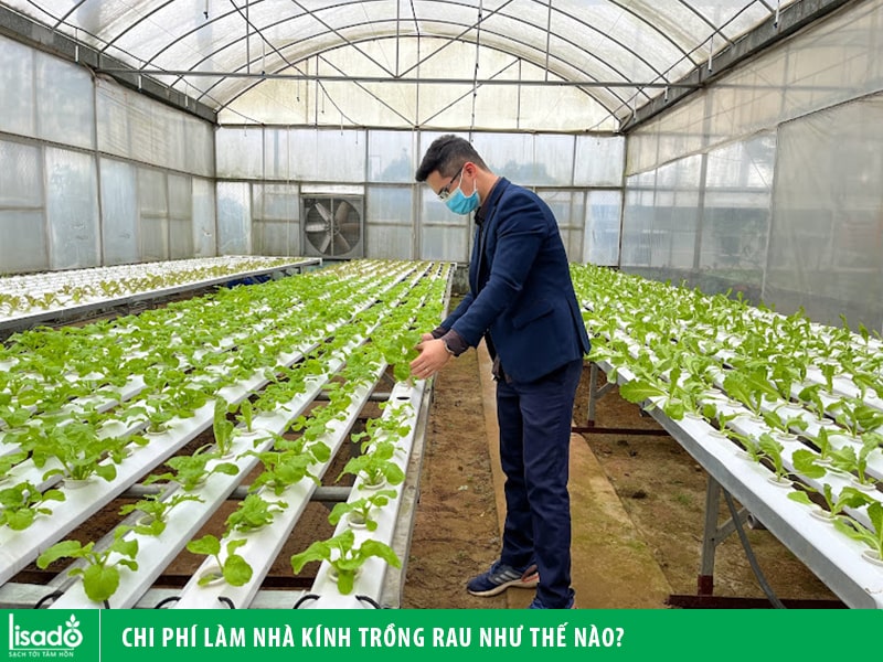 Thu nhập cao từ mô hình trồng rau trong nhà lưới
