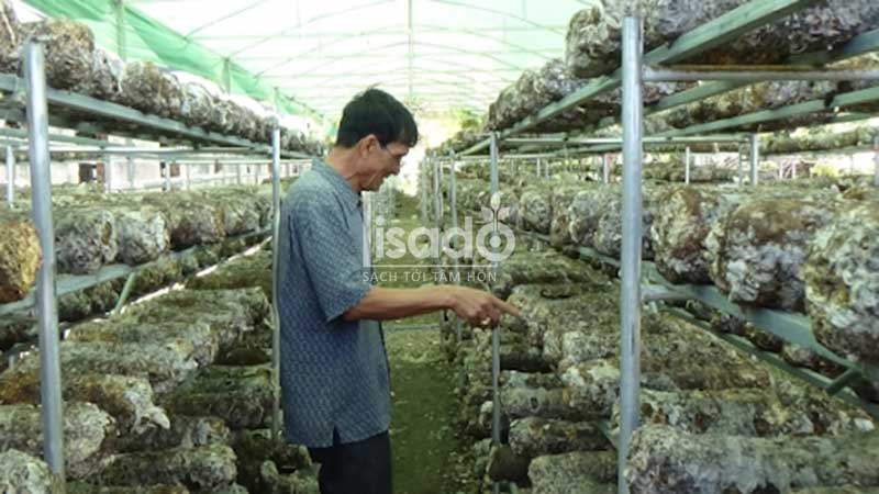 Nhà màng trồng nấm cần đảm bảo yêu cầu kỹ thuật