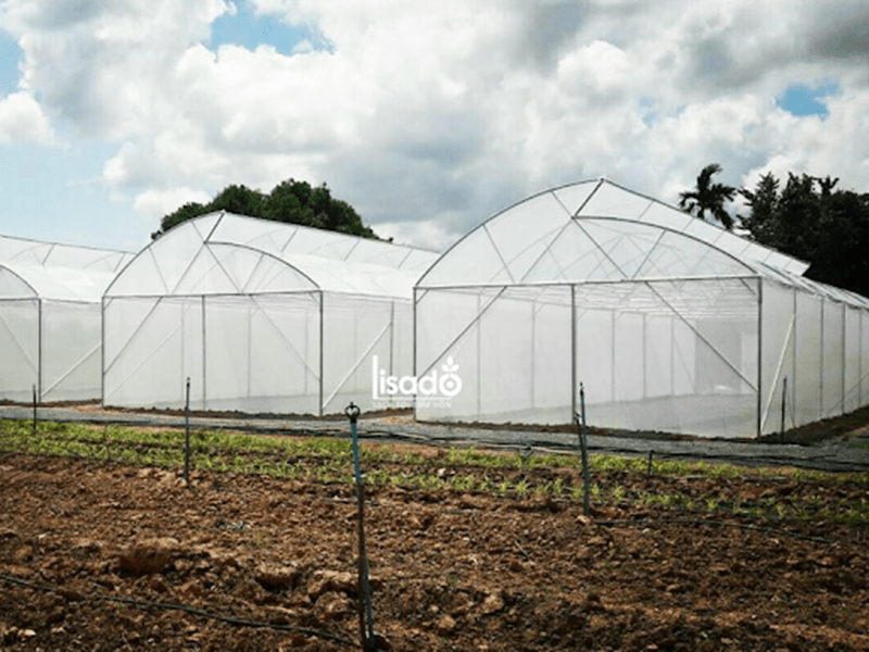 Vật tư sản xuất nhà kính trồng rau