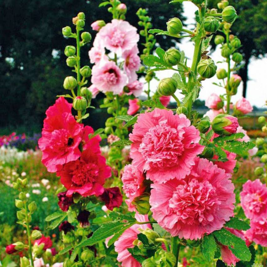 thời gian trồng hoa mãn đình hồng