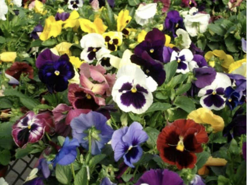 y-nghia-hoa-Pansy1