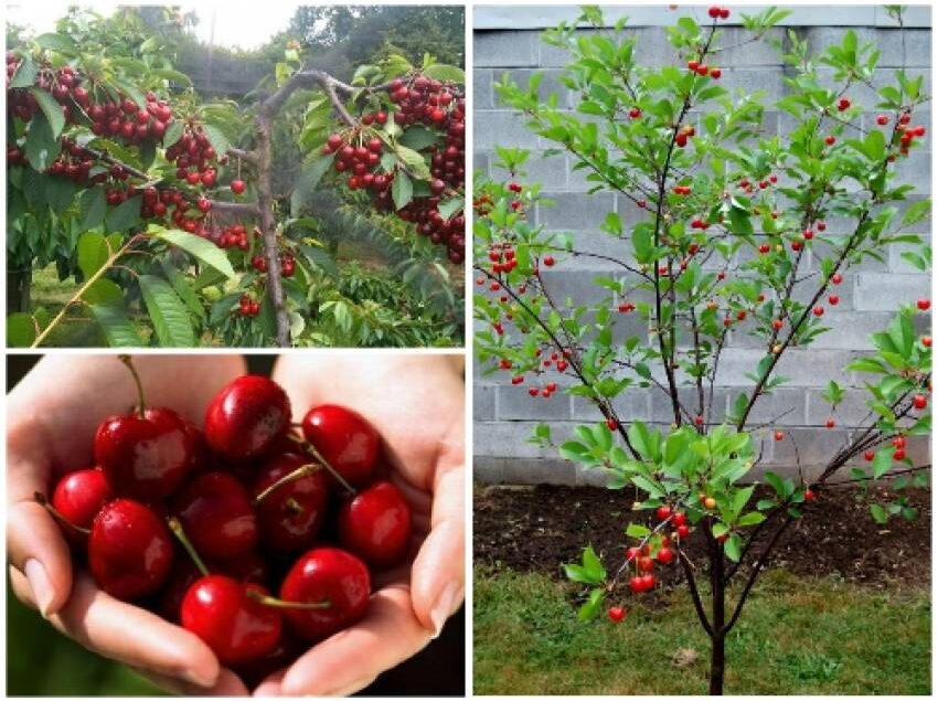 cay-cherry-trong-o-viet-nam-duoc-khong (1)