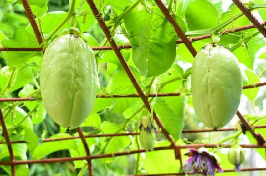Dưa gang tây có nhiều lợi ích cho sức khỏe dưa gang tây