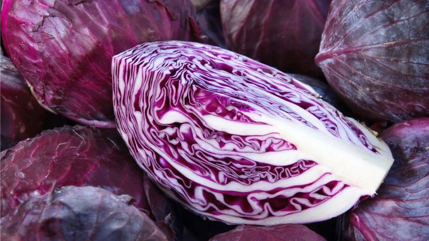 bắp cải tím có ăn sống được không