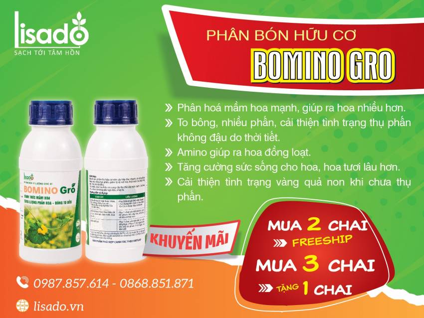 kỹ thuật trồng bí xanh vụ thu đông