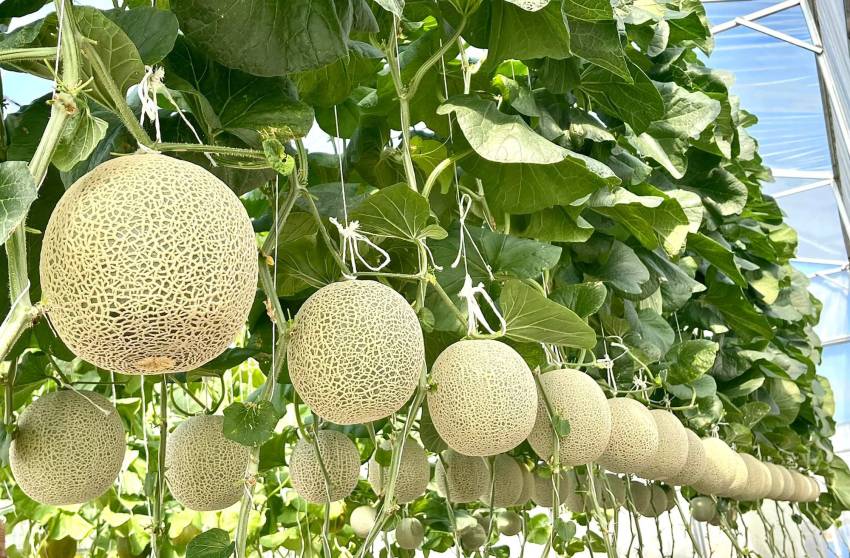 cách trồng dưa lưới tại nhà