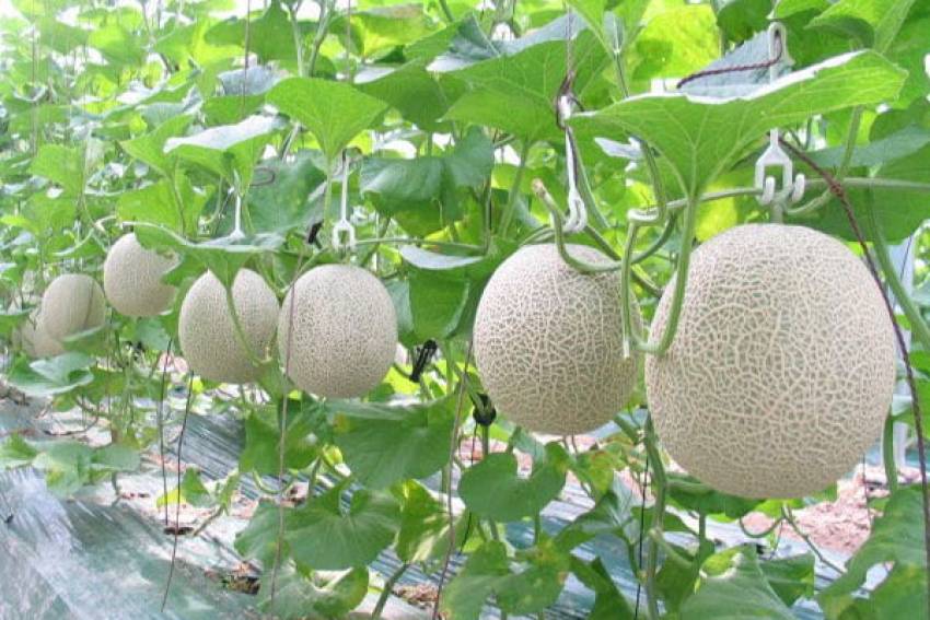 cách trồng dưa lưới tại nhà