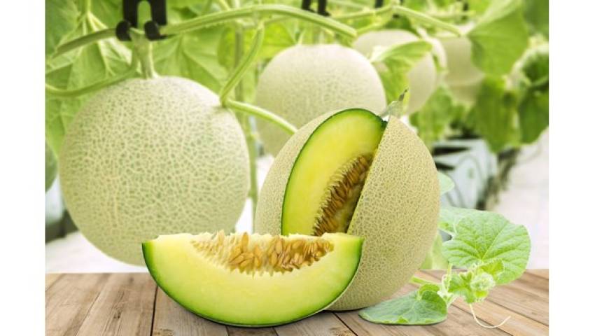 dưa lưới và dưa gang có giống nhau không
