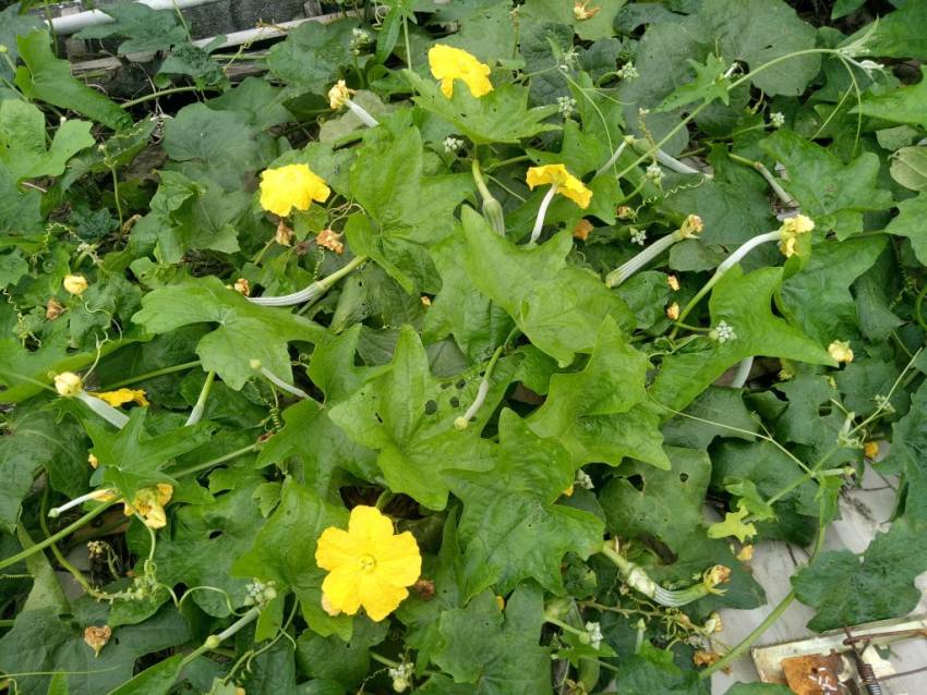 kỹ thuật trồng mướp hương