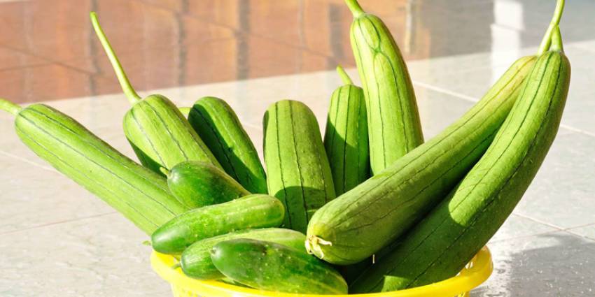 kỹ thuật trồng mướp hương
