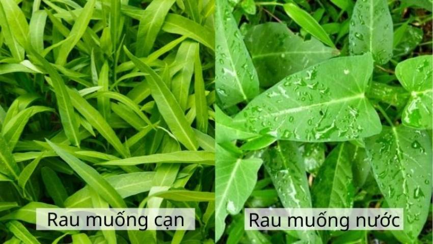 tác hại của rau muống