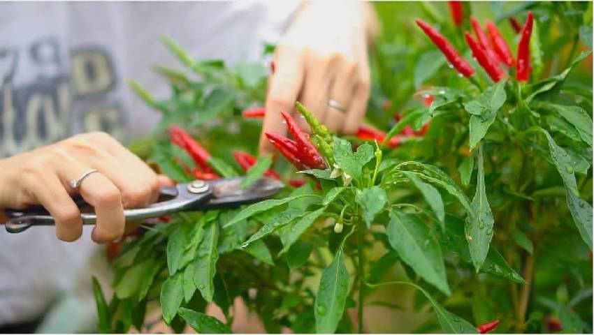Tự trồng ớt từ hạt tại nhà có khó không?