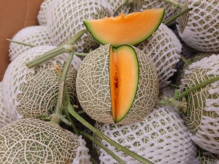 vỏ dưa lưới ăn được không
