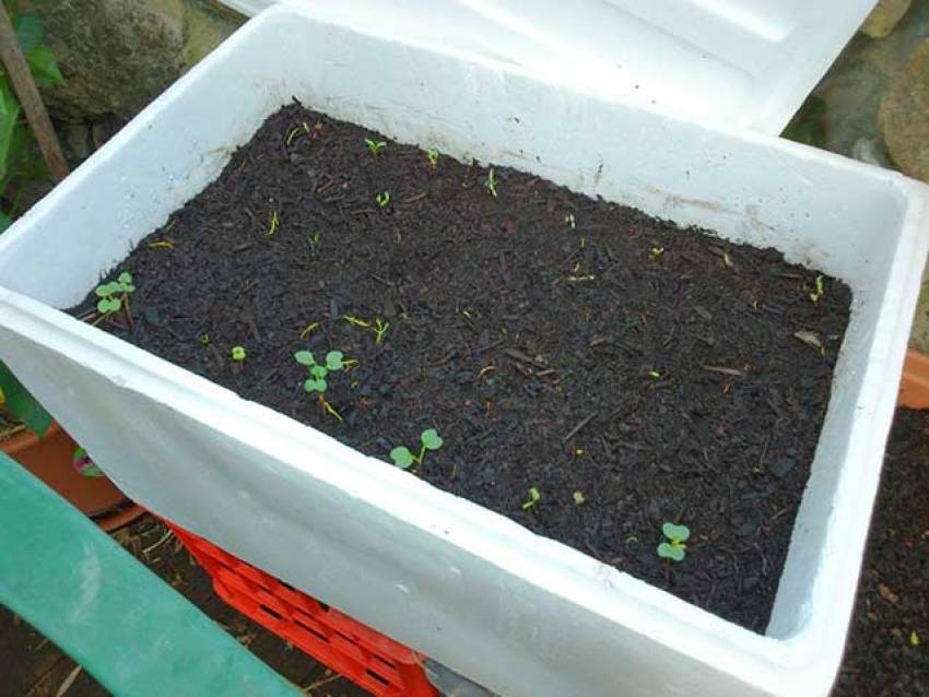 cách trồng rau bắp cải trong thùng xốp