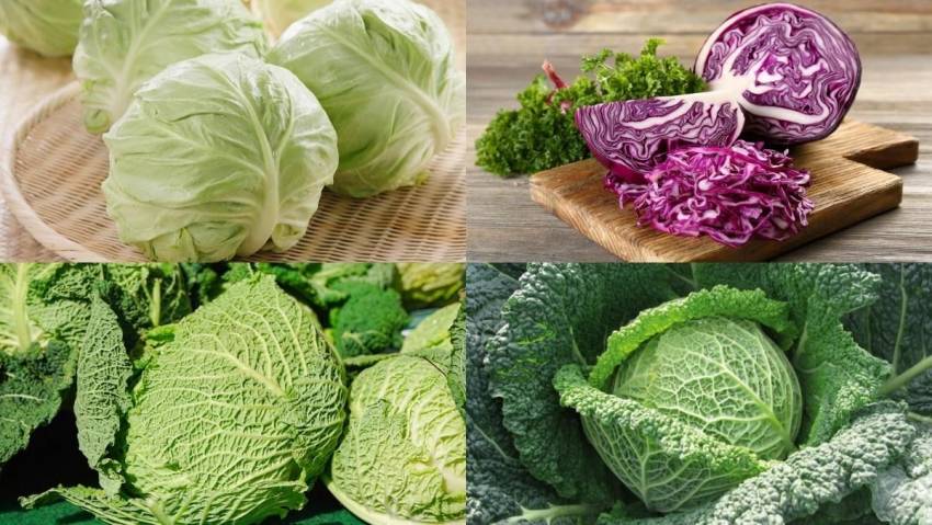 Cách làm salad rau bắp cải