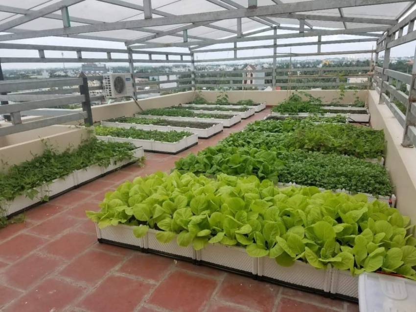 cách trồng rau cải trên sân thượng