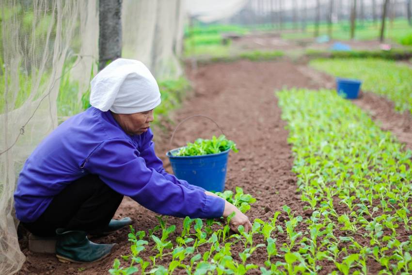 rau cải ngọt trồng tháng mấy