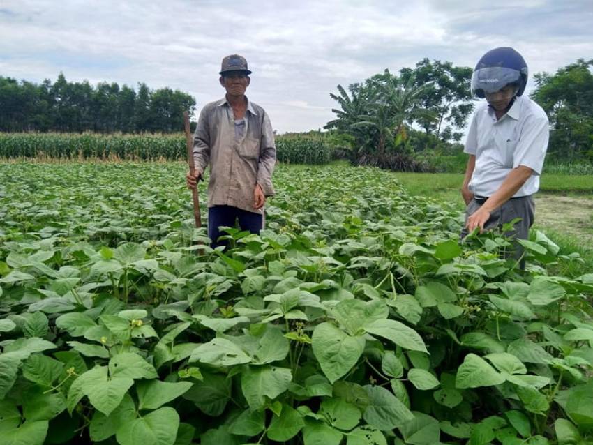 Ăn socola có tác dụng gì