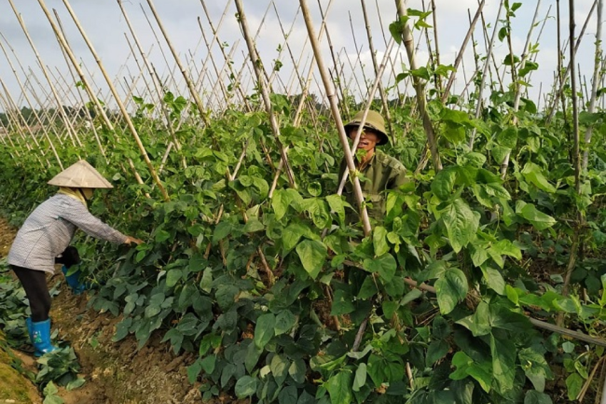 cách làm giàn đậu đũa