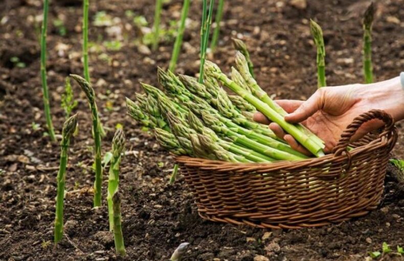 Măng tây trồng được ở đâu